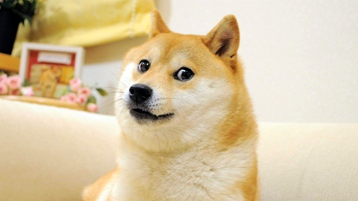     ,     Doge